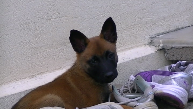 Chiot malinois oreille qui sont retombée 559553vlcsnap2012060620h03m31s36