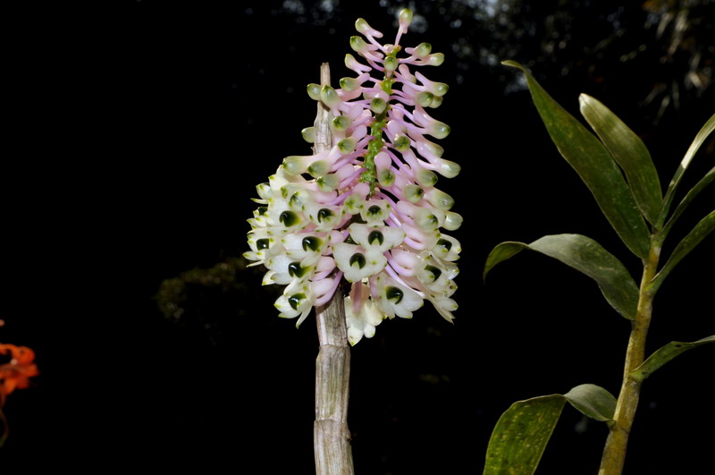 Dendrobium smilliae 560042Dendrobiumsmilliae0262bis