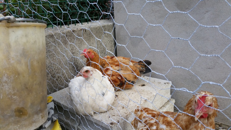 petit coq de 5 mois 56202420150725201537