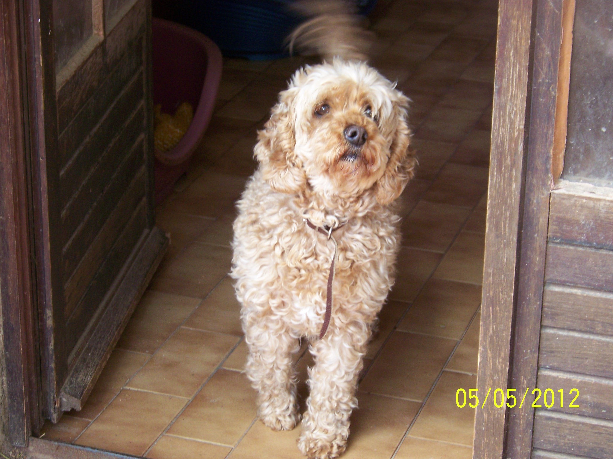 DAISY CANICHETTE ABRICOT 10 ANS REFUGE 4 PATTES NIMES 563658MAI2012042