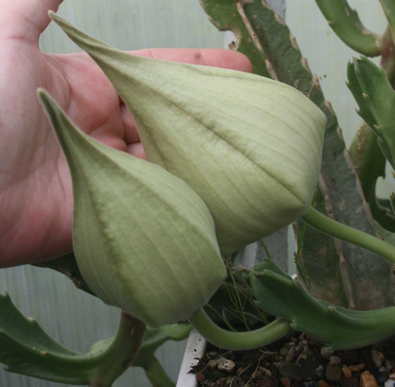 Stapelia gigantea 566078Stapeliagiganteafleursboutons