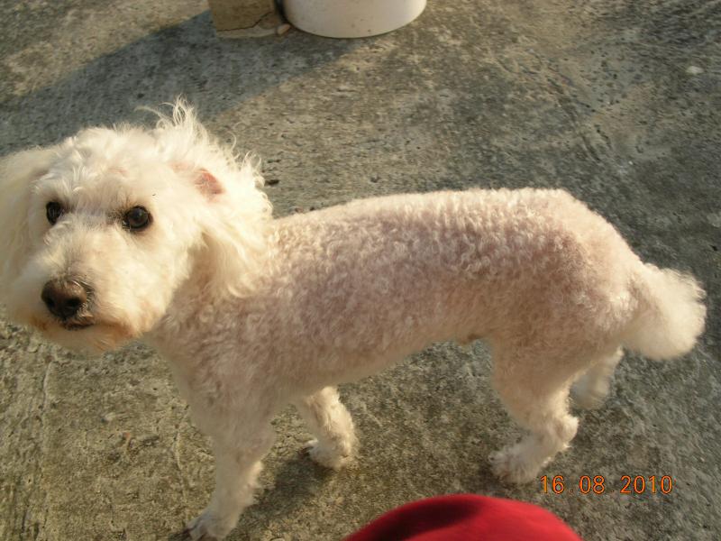 SKIPY CANICHE BLANC MALE 11 ANS - ADOPTE  567166DSCN7285