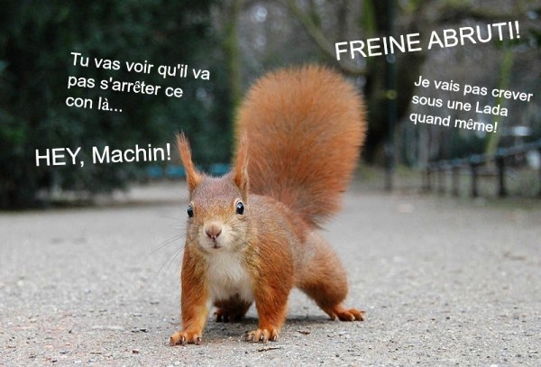 FUNNY ANIMALS 568222cureuil