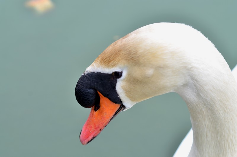 Le Cygne du champ..............et non le chant du Cygne 568352038