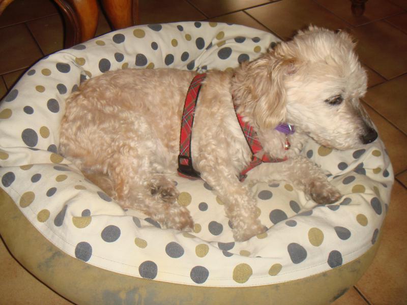 MILAINE F BICHON  12 ANS SPA GIEN (45) ADOPTEE PAR DAYSIE  571832DSC05898