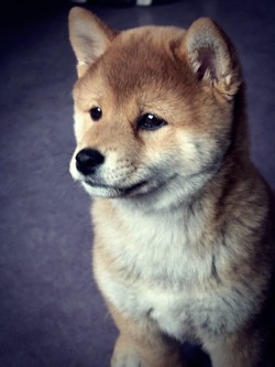 Ma Donnie, ma shiba, mon soleil ♥ - Page 2 5721761016468