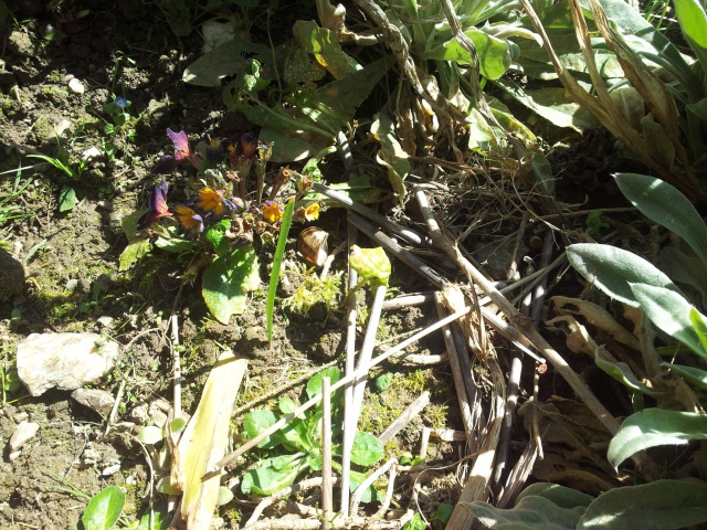 Podophyllum 'spotty dotty' - Page 2 57301820160412162318