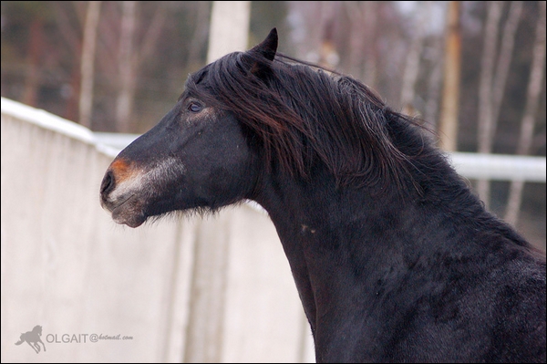 lundy pangaré 573260078b7ffe