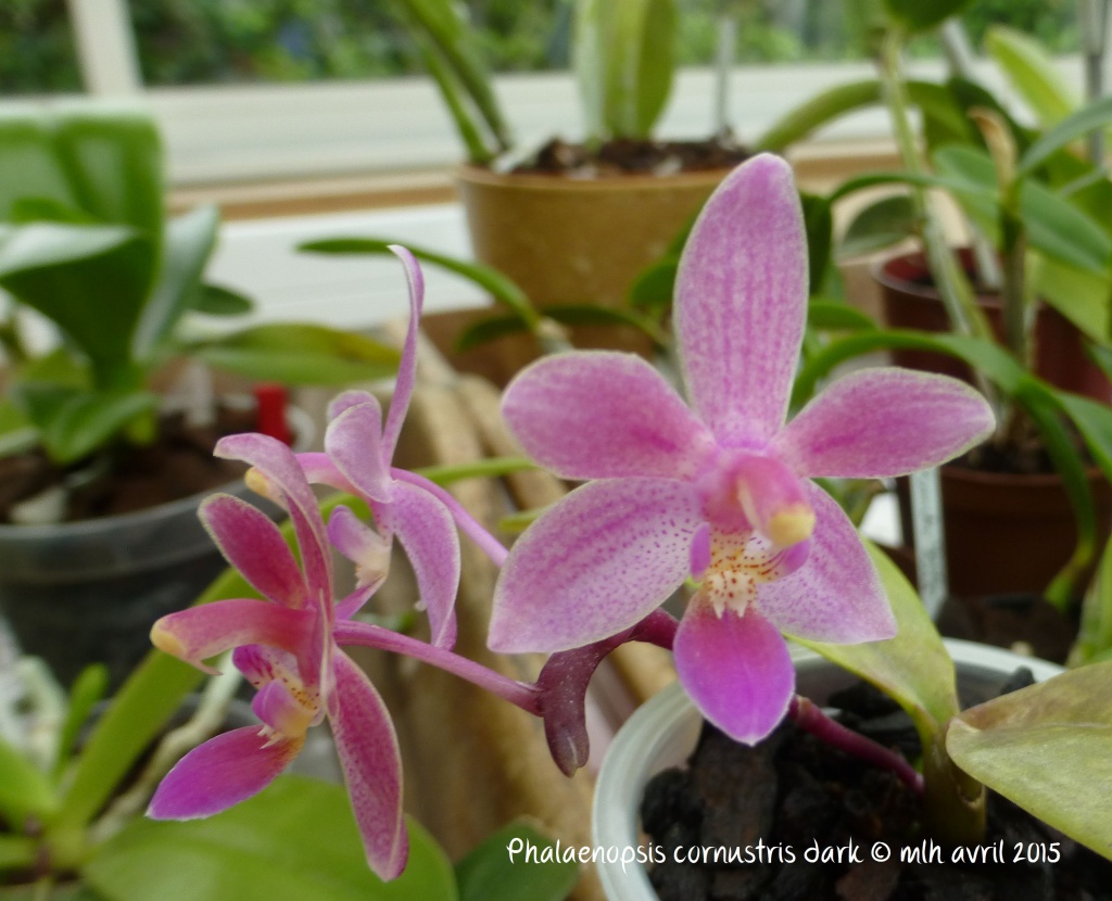 Phalaenopsis Cornustris (dark) (equestris rosea x cornu-cervi chattaladae) 574727P1020213