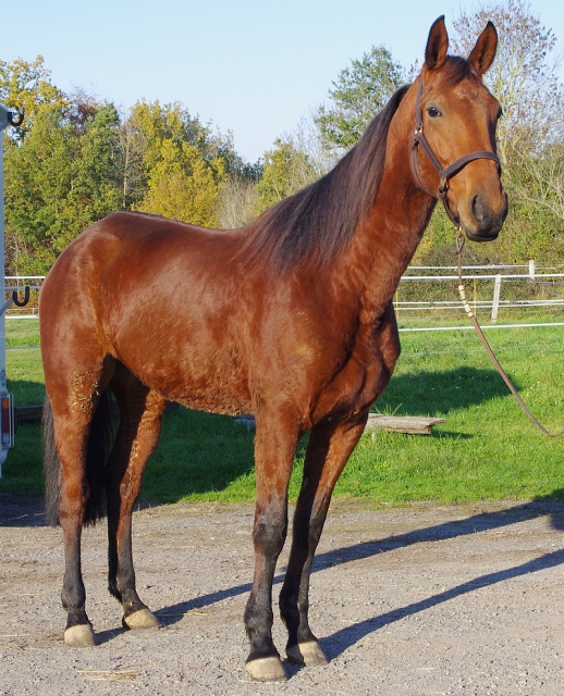 [PLACEE EMMANUELLE] TORNADE Elle virevolte, la belle Tornade ! 574852TORNADEDEMENEC1