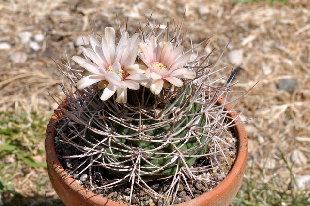 Floraisons de mes Gymnocalycium 575736gymnocalyciumhossei1105281