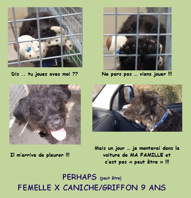 PERHAPS F X CANICHE/GRIFFON 9 ANS (59) ASSO VAGABOND & CO 577244Peuttre