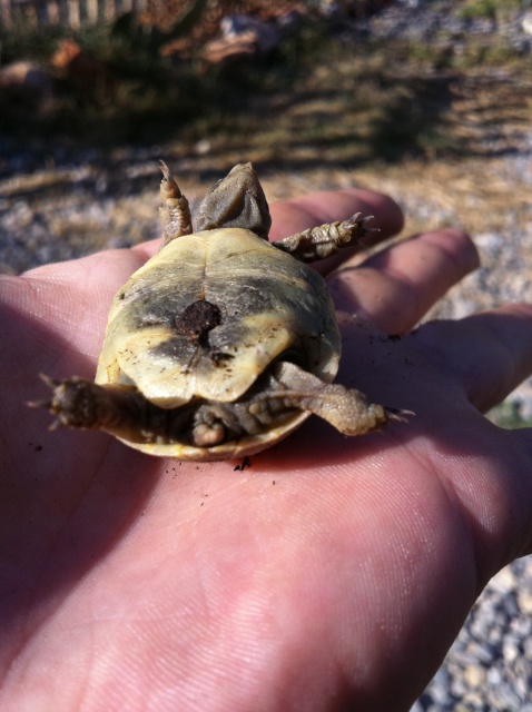 bébés tortue 577245IMG0672