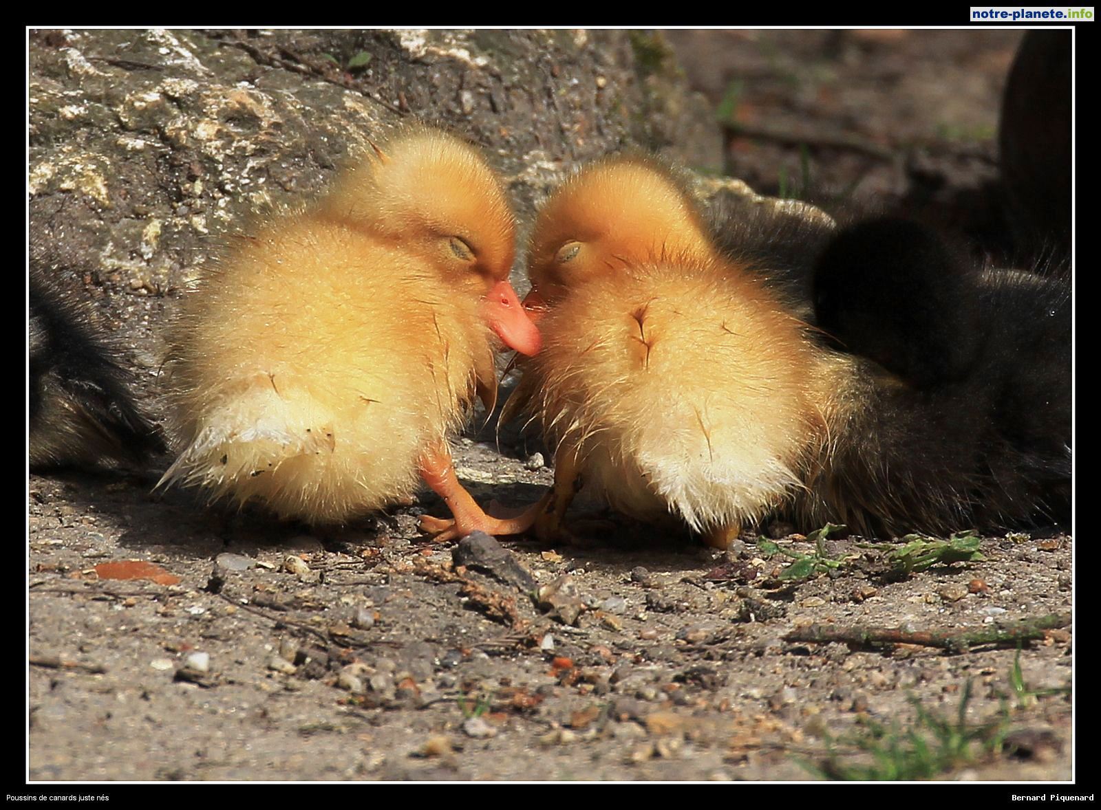 TENDRESSE !!! - Page 3 577343poussinscanards