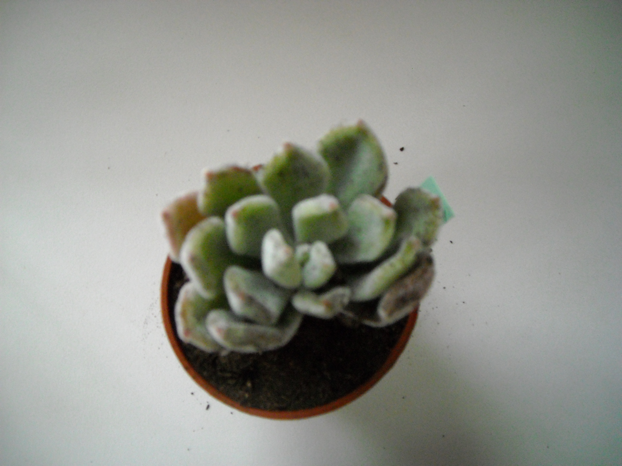 famille echeveria 577630chvria003