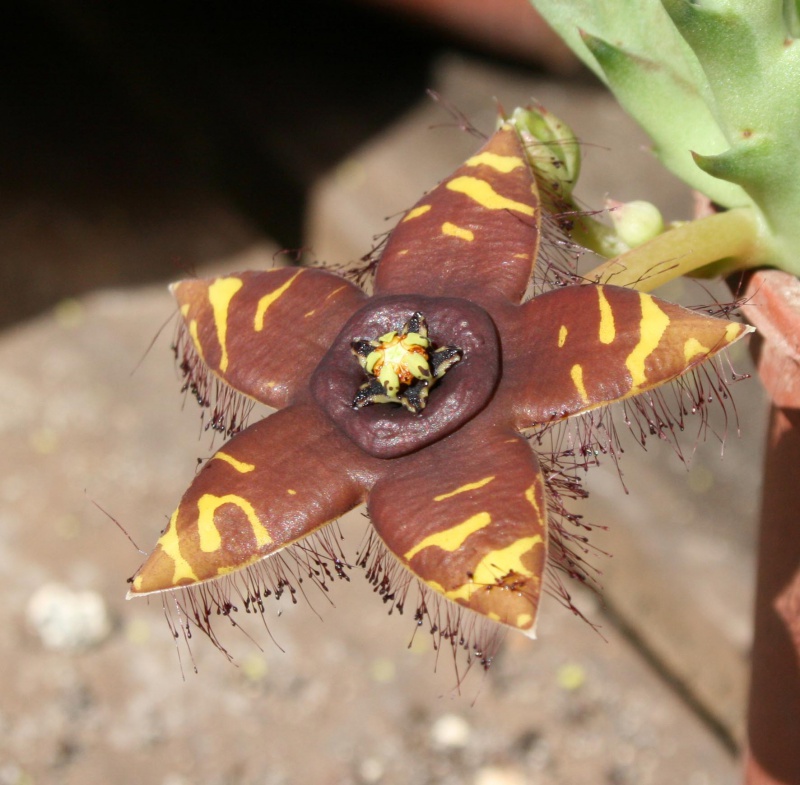 Orbea semota 578270orbeasemotafleur