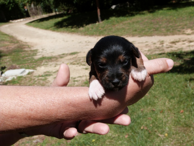 INDIA - x fox terrier 2 mois - Spa de Poitiers (86) 578795583fIndia2