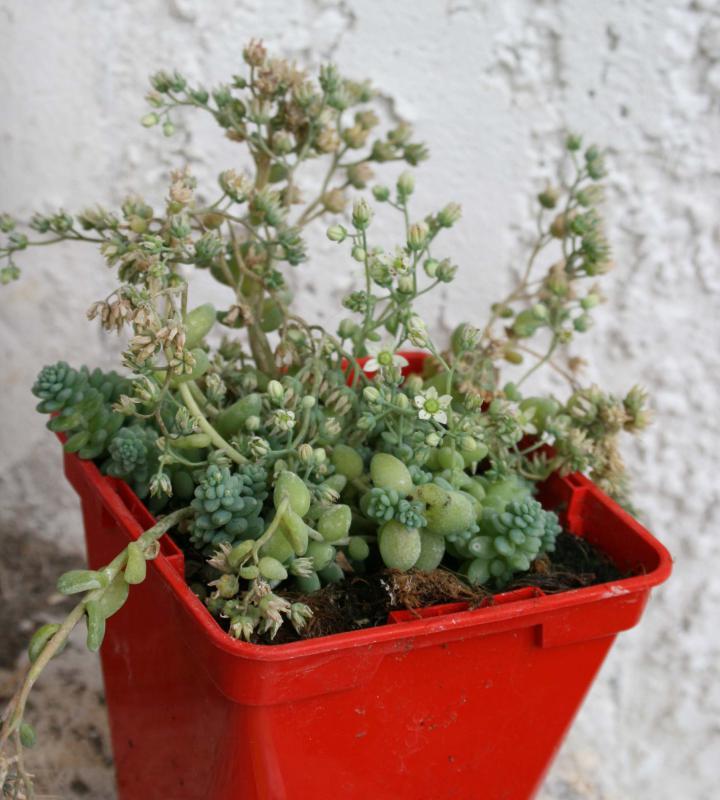 Sedum atlanticum  579275sedumatlanticum