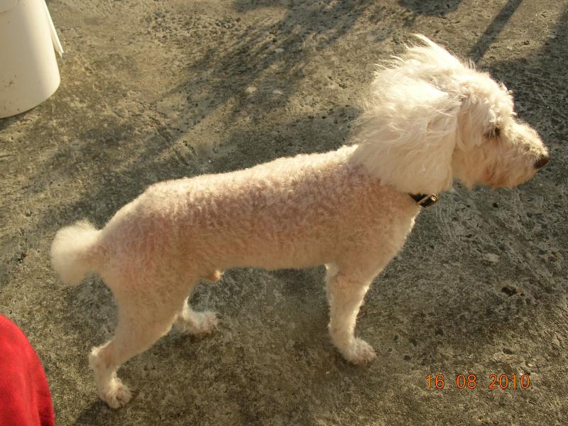 skipy - SKIPY CANICHE BLANC MALE 11 ANS - ADOPTE  581896DSCN7280