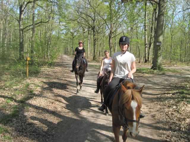 Balade de 2h - Milly la Forêt - Chapeau de Napoléon 582340IMG5986