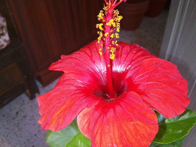 Mes hibiscus et moi...une longue histoire 58235023.hibiscus_rouge