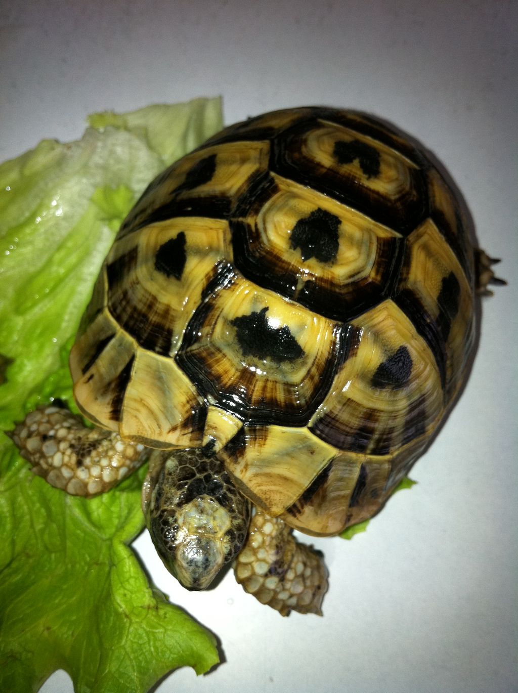 identification tortue terre 582685IMG04671