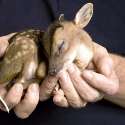 TENDRESSE !!! 582757bambi