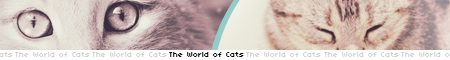 the world of cats