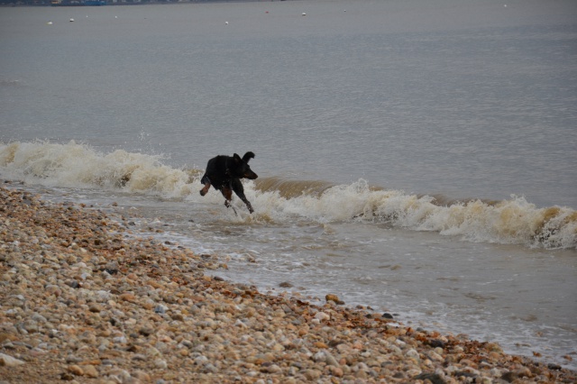 Volo (ex Nabo type beauceron mâle né en 2010) - Page 6 584783DSC0148