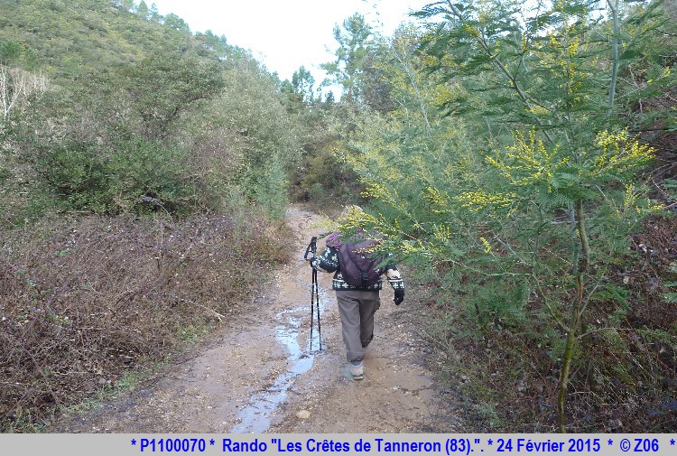 24 Février 2015 - Rando "les crêtes de Tanneron (83)"  585361P1100070