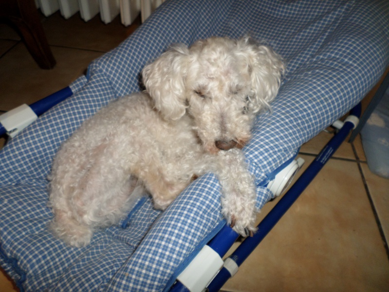 SKIPY CANICHE BLANC MALE 11 ANS - ADOPTE  - Page 4 585695SAM2240