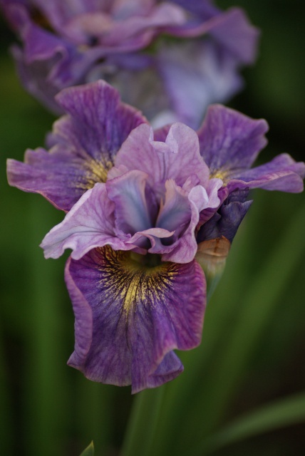 Iris sibirica - iris de Sibérie 586144040
