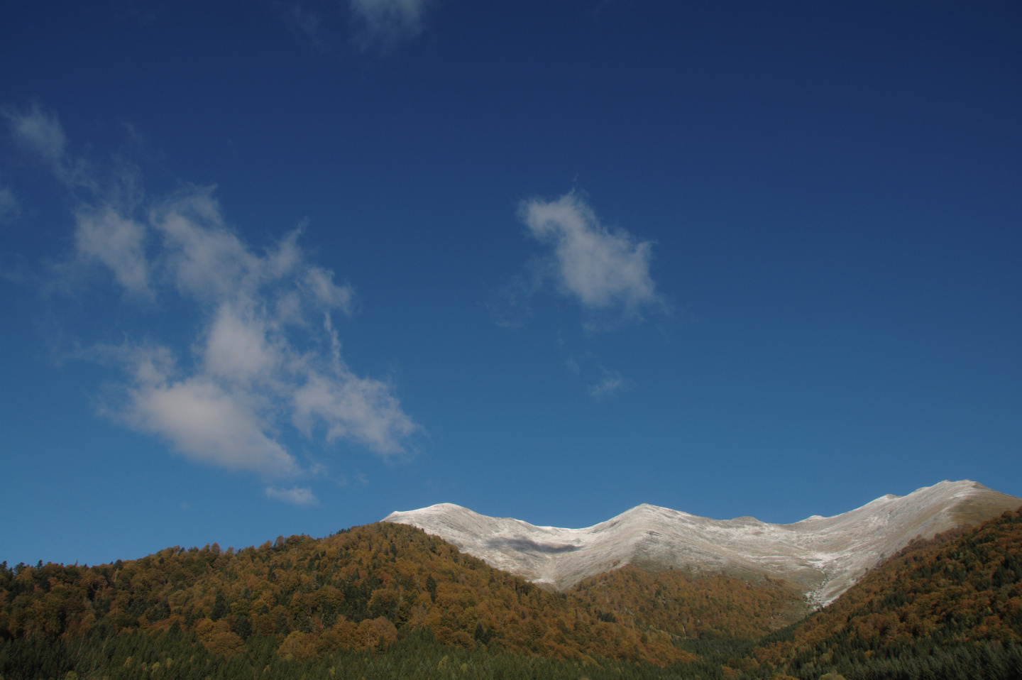 Une vie pyrénéenne de labrit des pyrénées - Page 16 586558gra0653