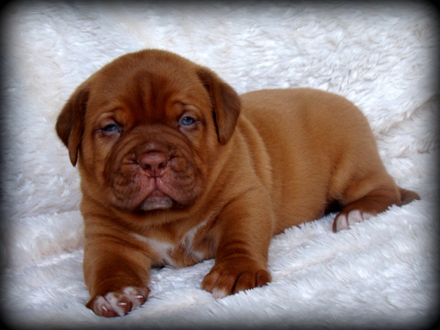 dogue - Kim z'orisku et Gentle Bazooka De la Tour gelée (Dogue de Bordeaux) - Page 2 586569DSC03594