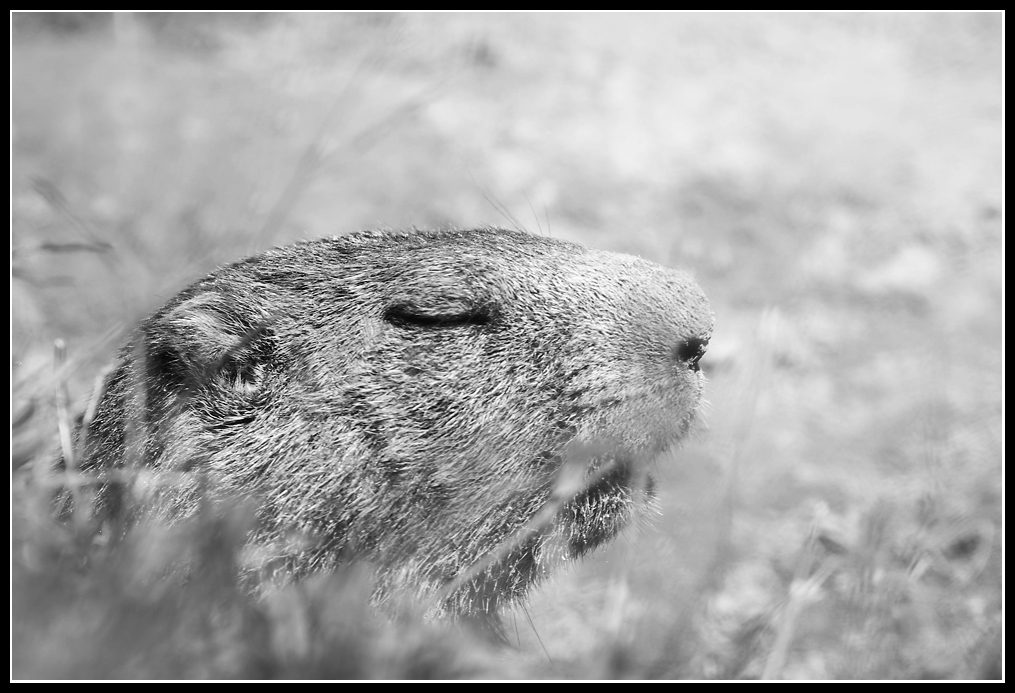 Marmottes en milieu naturel 587953IMGP1089