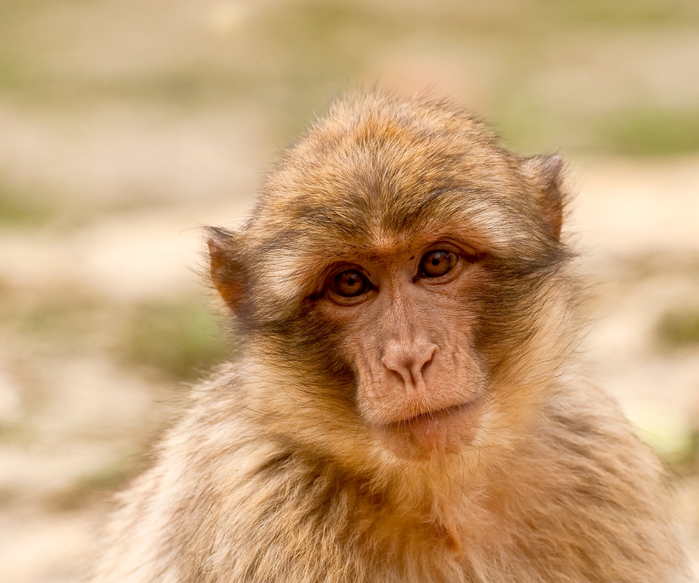 Zoos / Parcs animaliers - Page 17 588036IMGP7742