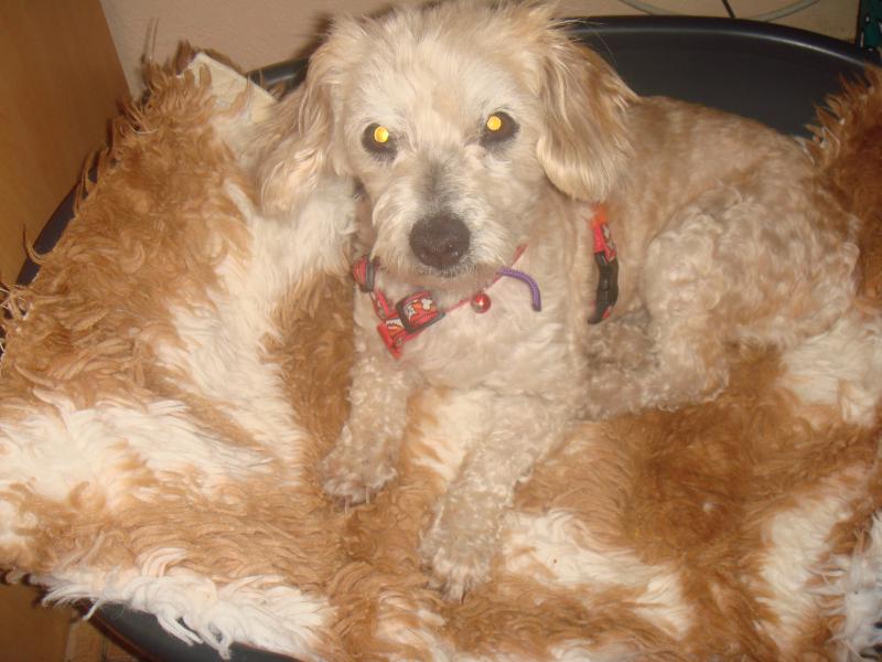 MILAINE F BICHON  12 ANS SPA GIEN (45) ADOPTEE PAR DAYSIE  588145DSC05778