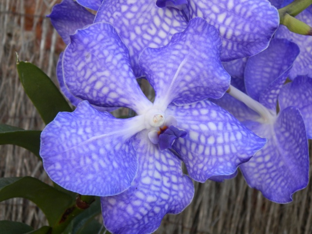 Vanda hybride complexe 589471P9300313