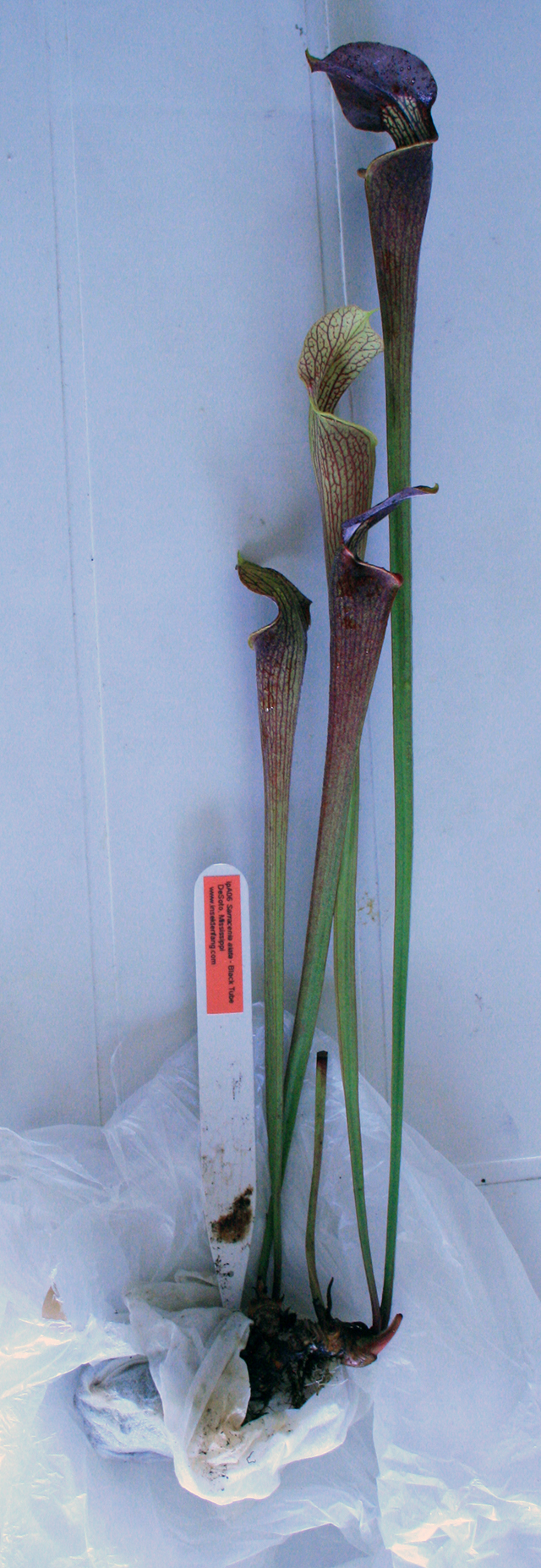 recherche sarracenia 590027A06640x480