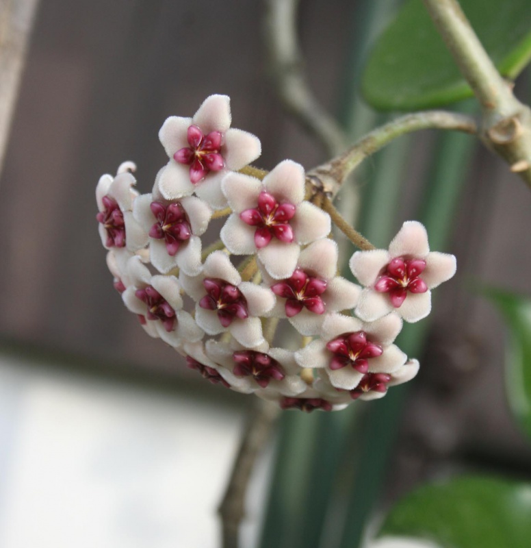 Hoya obovata 591014hoyaobovata1