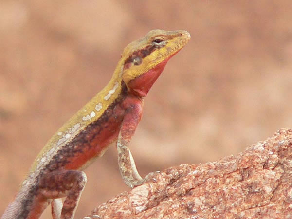 Animaux - Lézards - Caméléon panthère -Anguidae - L'orvet - 591605agame8137d582