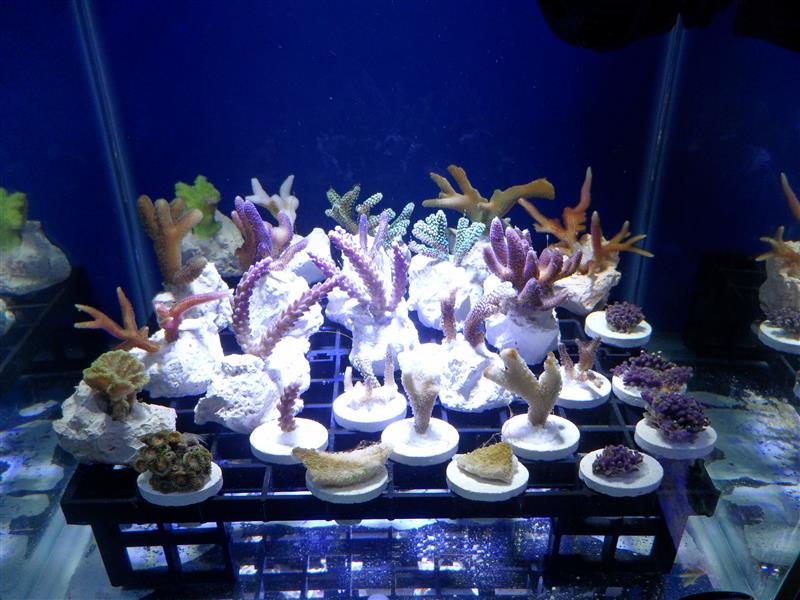 ---Le reef de Greg-nano--- 592878sSAM3287mylittlereefathome