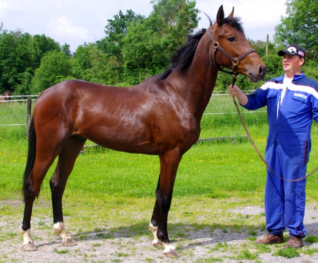 [PLACE LAURA] ELENDIL Cheval à coup de coeur ou rien  593193elendil8