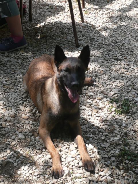 Farouck, malinois de 2 mois en fa dans le 82 594837P1030943