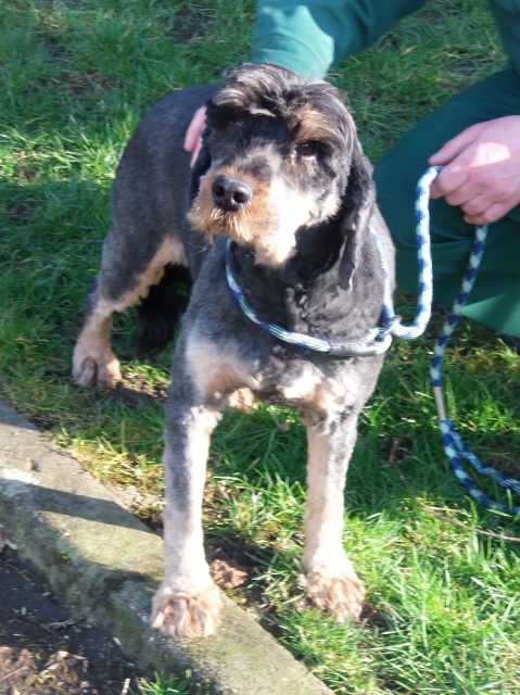 SAMm, X griffon  male 5 ans abandon  de Béthune (62) - en FA pour l'asso Les Gamelles Solidaires 02-80 595270P2010360