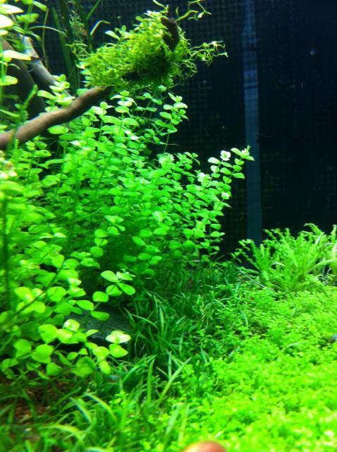 Nouveau 90l cubique aquascaping 59643524