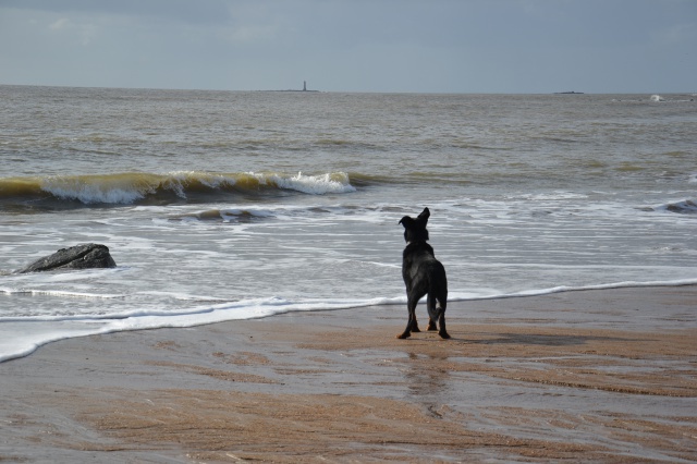 Volo (ex Nabo type beauceron mâle né en 2010) - Page 6 596962DSC0021