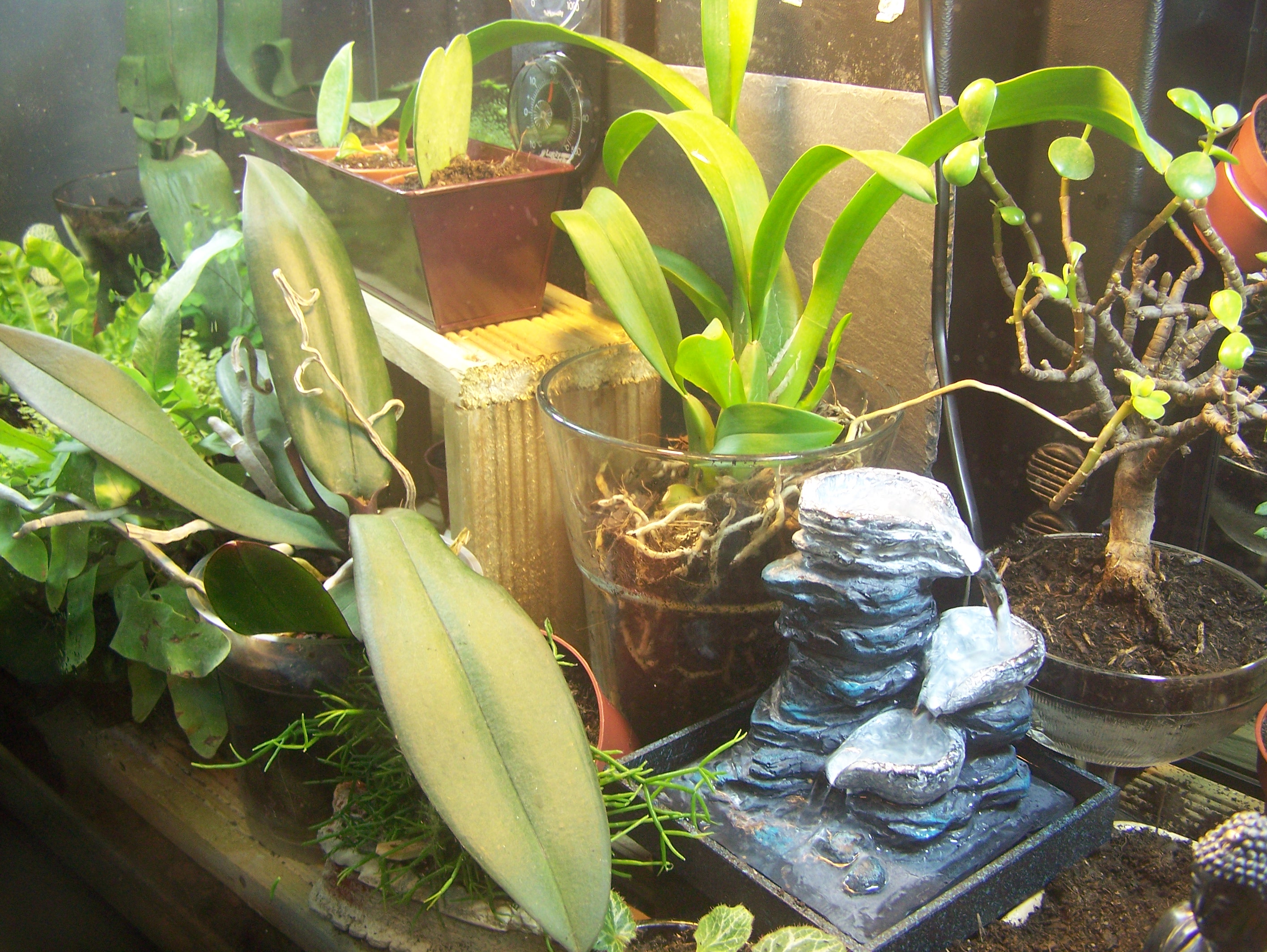 Terrarium dans un aquarium - Page 4 597050005