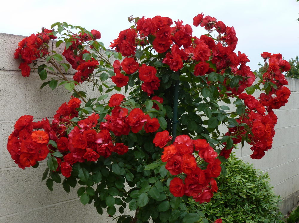 quelques plantouilles au jardin... 598112331