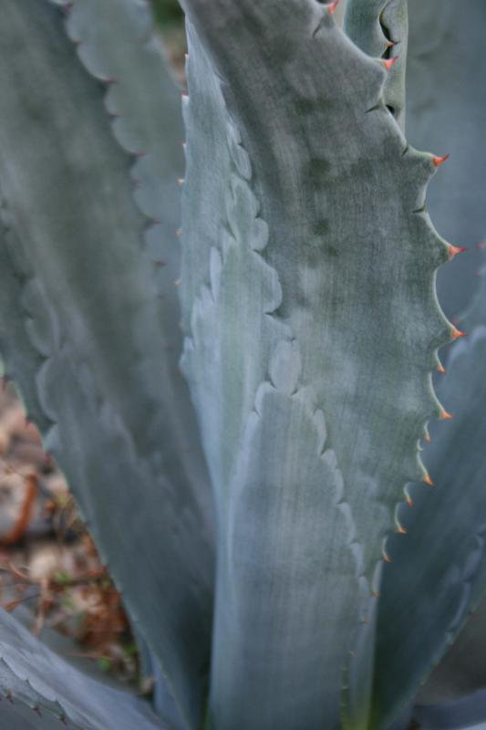 Agave americana  599419Agave_americana_detail2